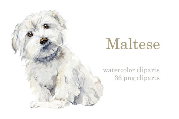 Charming Watercolor Maltese Dog Art for Creative Projects